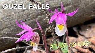 A Must-Do Hike! Hiking Ouzel Falls [Rocky Mountain National Park]
