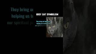 Grey cat symbolism COLORS CAT MEANING @Motivation_jlc