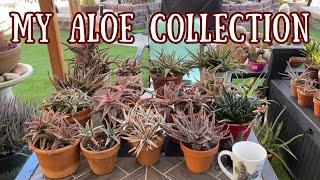 My Complete #ALOE COLLECTION | Care for Aloes