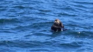 Sea Otter from the M/Y Sumdum 8.17 sumdum.com