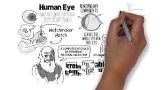 Irreducible Complexity? - Evolution of the Eye Explained