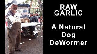 Garlic a Natural Dog DeWormer