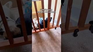 Tucker is the brains of this operation #pugs #dogs #sneaky