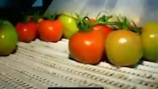 Kress an Tomaten Liwwerant Grousshandel Responsablen Exportateur