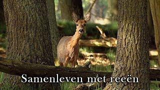 Samenleven met reeën