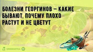 Болезни георгинов — какие бывают, почему плохо растут и не цветут