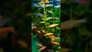 Best fish for planted aquarium  (Aquascape)