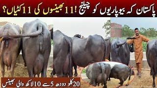 Buffalo challenge | buffalo for sale | dairy farming in pakistan | farmology