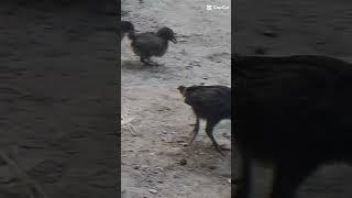 HEN CHICKS #SHORTS |@AFAQ BUKHARI