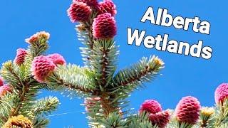 Wonders of June | Wild Wetlands #wetlands #natureisbeautiful #springtime #botany