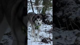 CHIKO COULDN’T FIGURE OUT HOW TO CROSS. #husky #huskylife #funnydog #dogshorts #shortsviral #snow