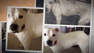 Dogs Rescue :Incredible Before And After Stories Of Rescue Dogs