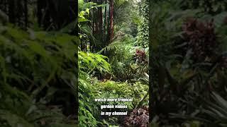 TROPICAL GARDEN