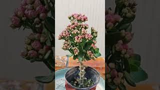 Pruning Kalanchoe flower #kalanchoe #shorts