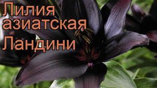 Лилия азиатская Ландини (lilium asiatic landini)  Ландини обзор: как сажать, луковицы лилии Ландини