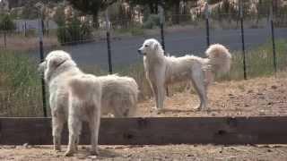 Maremma dogs guard goats near Terrebonne