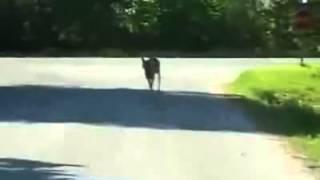 Deer jumps over car