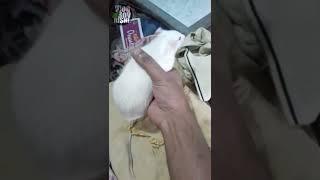 White Mouse Best Moment | Pet Rat Best Moment #cuterats #vbr