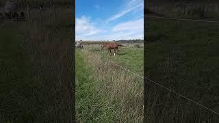 Luki und der Isi  #horse