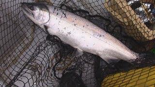 WA Fish Quest EP 43: Coho Salmon