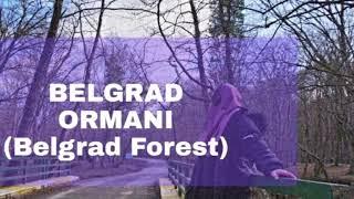 Peaceful Forest/BELGRAD ORMANI/İstanbul Turkey