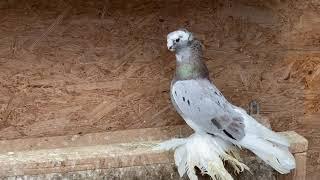 Uzbek Pigeons/Usbekische Tauben/Узбекские голуби