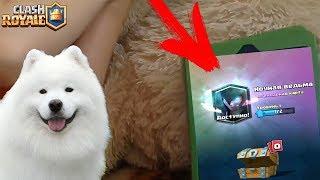 ШОК! СОБАКА ВЫБИВАЕТ НОЧНУЮ ВЕДЬМУ В CLASH ROYALE?!