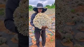The Succulent Plant Harvest: Get Endless Plants for Your Garden