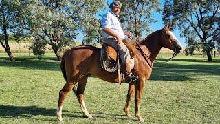 Caballo alazan entrepesado de campo $3.000.000 LOSEQUINOS.COM