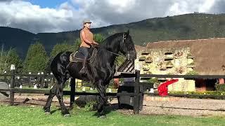 Percheron - Sumatambo Royal Rolex montado. Draft Horse Riding Stallion 19hh