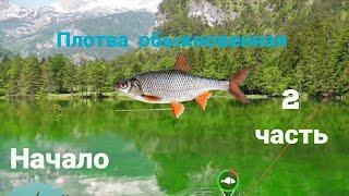 My Fishing World.#2  Плотва обыкновенная.