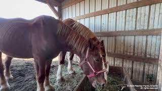 Picking up 2 Belgian Draft horse geldings and a Percheron from almost being shipped to slaughter