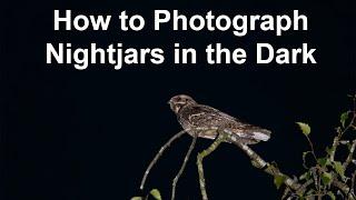 Challenging European Nightjar Photography in the Dark. How do they do that?