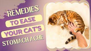 How To Cure Cat Stomach Ache? Quick Home Remedies