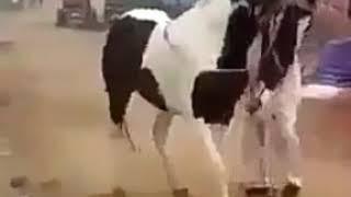 رقص الحصان علي مزمار عبدالسلام Dance of a horse