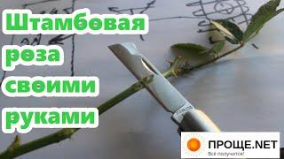 Штамбовая роза своими руками  День прививки! Все этапы подготовки и схема Т-прививки.