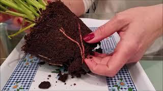 Dividing and transplanting a store-bought anthurium bush LipStick Red