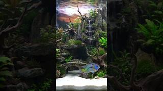 Oscar Fish: The Beautiful Aquascaping Challenge