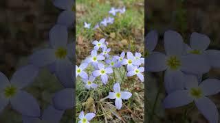 #bluets #Quakerladies #Houstoniacaeruela