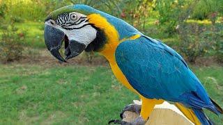 Macaw Natural Sounds and Calls