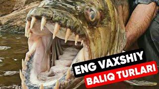 Eng vaxshiy 10 ta baliq turlari/Энг вахший 10 та балик турлари