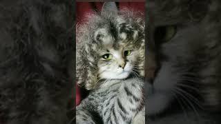 #Training Day: Kittens Practice Hunting Birds" "Kitten Survival Skills – Bird Hunting Begins!"