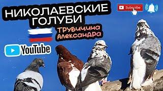 Николаевские голуби Трубицына Александра. п.Волжский Самарская область. тел +7 (987) 433-98-04