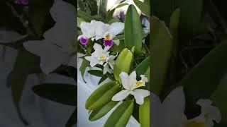 Каттлеи. Домашнее цветение каттлей в янва#orchid #cattleya #cattleyaorchid #каттлея #орхидеякаттлея