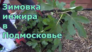 Зимовка инжира в Подмосковье. Как вырастить фиговое дерево (смоковницу) в условиях средней полосы.