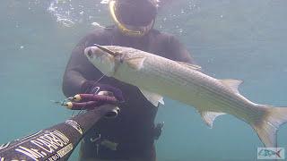 Pescasub : Cefali in acqua bassa Civitavecchia - Claudio Basili