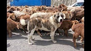 Рыжие овцы породы Гузнские джойдори и аборигенные САО Таджикистана саги дахмарда Шохмансира