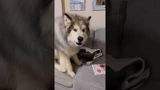 Big Alaskan Malamute Howls Like A Wolf  #Shorts