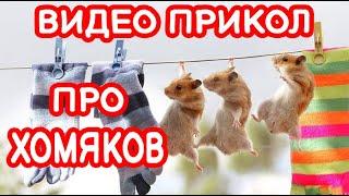 ВЕСЕЛЫЕ ХОМЯЧКИ / ВИДЕО ПРИКОЛЫ С  ХОМЯКАМИ НОВОЕ / FUNNY HAMSTERS