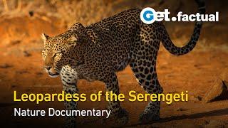 The Leopardess: Sudden Death | Full Wildlife Documentary